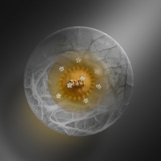 Nelita - 6