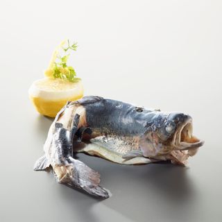 Bären - 9
