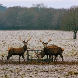 The Gunton Arms - 7