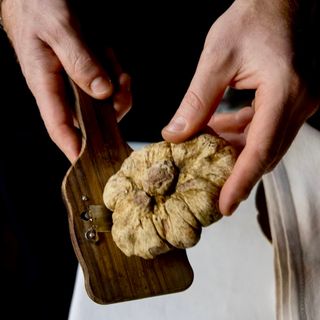Ippogrifo - 2