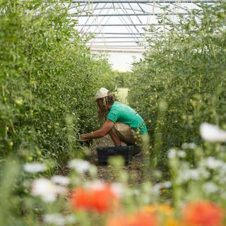 Petersham Nurseries Restaurant - 8