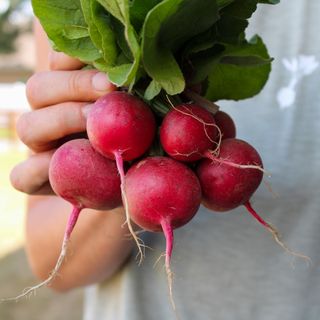 Fat Beet Farm Kitchen and Bakery - 9