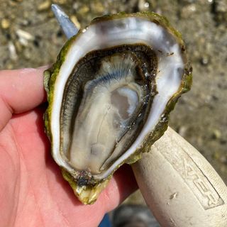 Fanny Bay Oyster Bar - 4