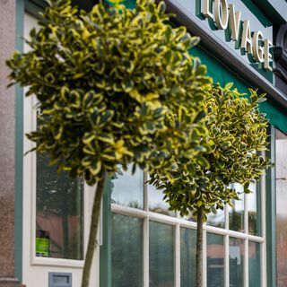 Lovage - 2