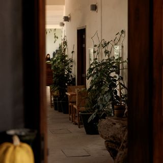 Criollo - Oaxaca - 1