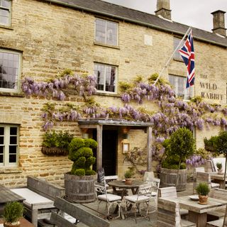 The Wild Rabbit - 1