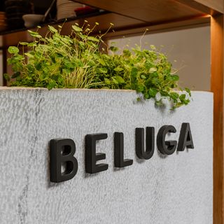 Beluga - 3