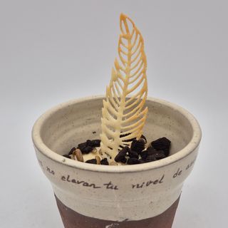 Brigecio - 15