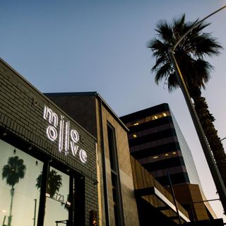 Milo + Olive - 3