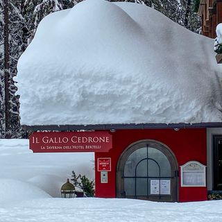 Il Gallo Cedrone - 1