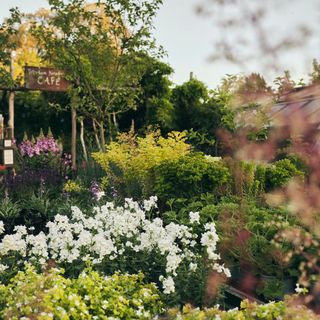 Petersham Nurseries Restaurant - 13