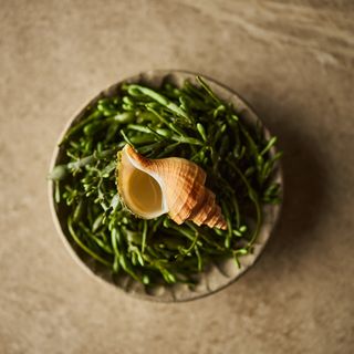 DILL - 6