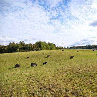 The Farm - Warsaw - 1