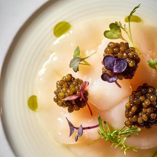 Cilantro - 6