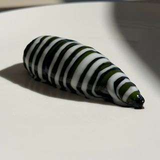 Pepe Nero - 7