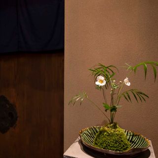 DEN KUSHI FLORI - 1