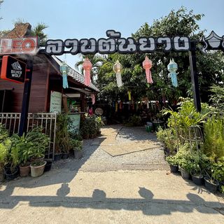 Laab Ton Yang (San Phi Suea) - 1