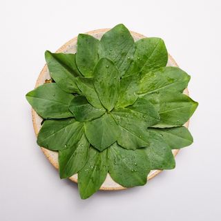 Alaf - 3