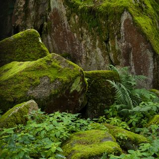 RAU nature-based cuisine - 4