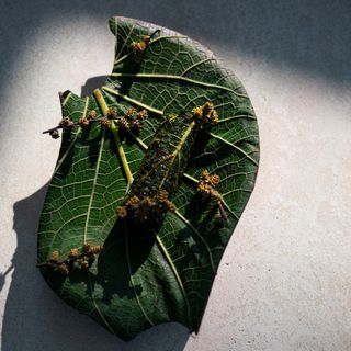 Vespertine - 2