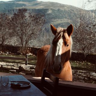Kurantu - 14