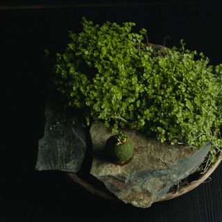 Cultivo - 1