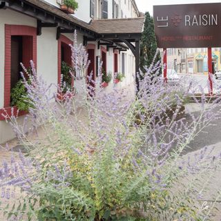 Le Raisin - 1