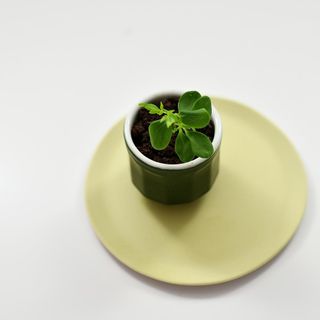 Anicia, table nature - Paris - 1
