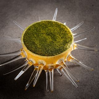 Causa - 6