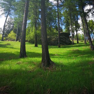 La Pineta - 2