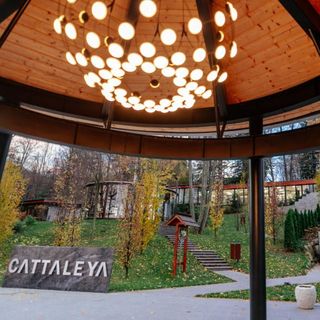 Cattaleya - 7