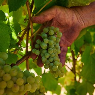 Mt Lofty Ranges Vineyard - 1