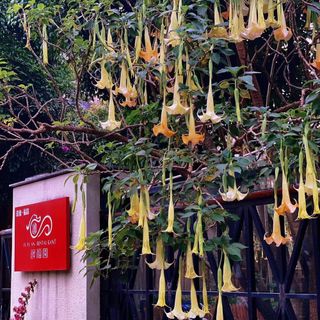 Fuyuan - 8