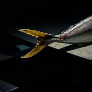 Haku - 7